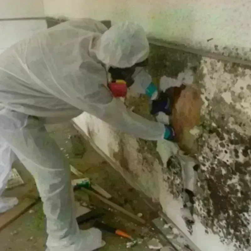 Mold Remediation and Removal in Daytona Beach Shores, FL